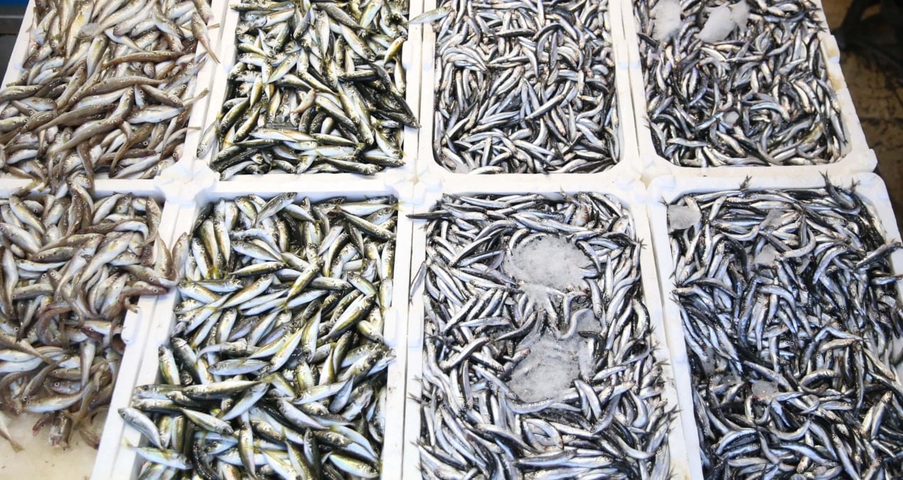 gecen yil palamut bollugu vardi bu yil istavrit one cikti fiyatlar 100 liradan basliyor sLTMScVF