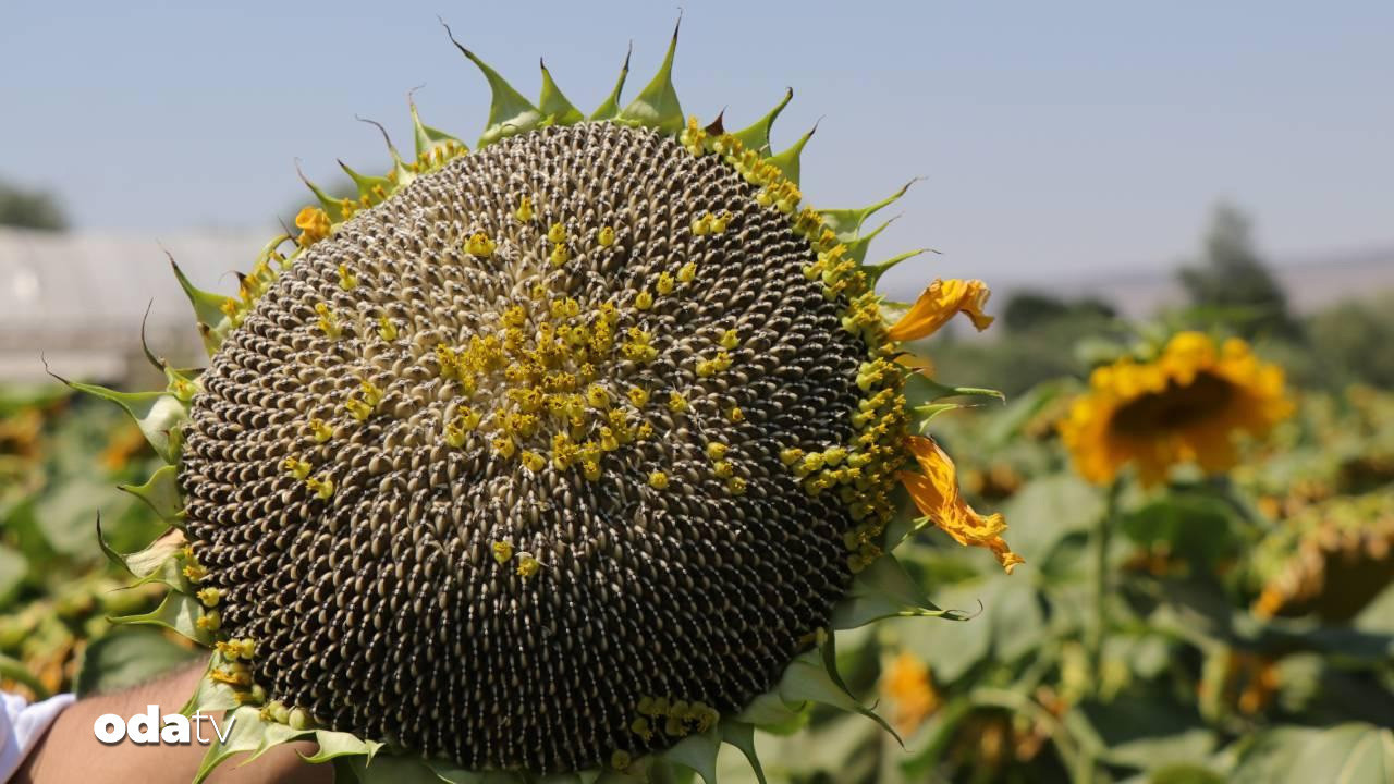 bayburtta cekirdeklik aycicegi ekim alani 5 bin 800 dekara ulasti rrQqAyLH.jpg