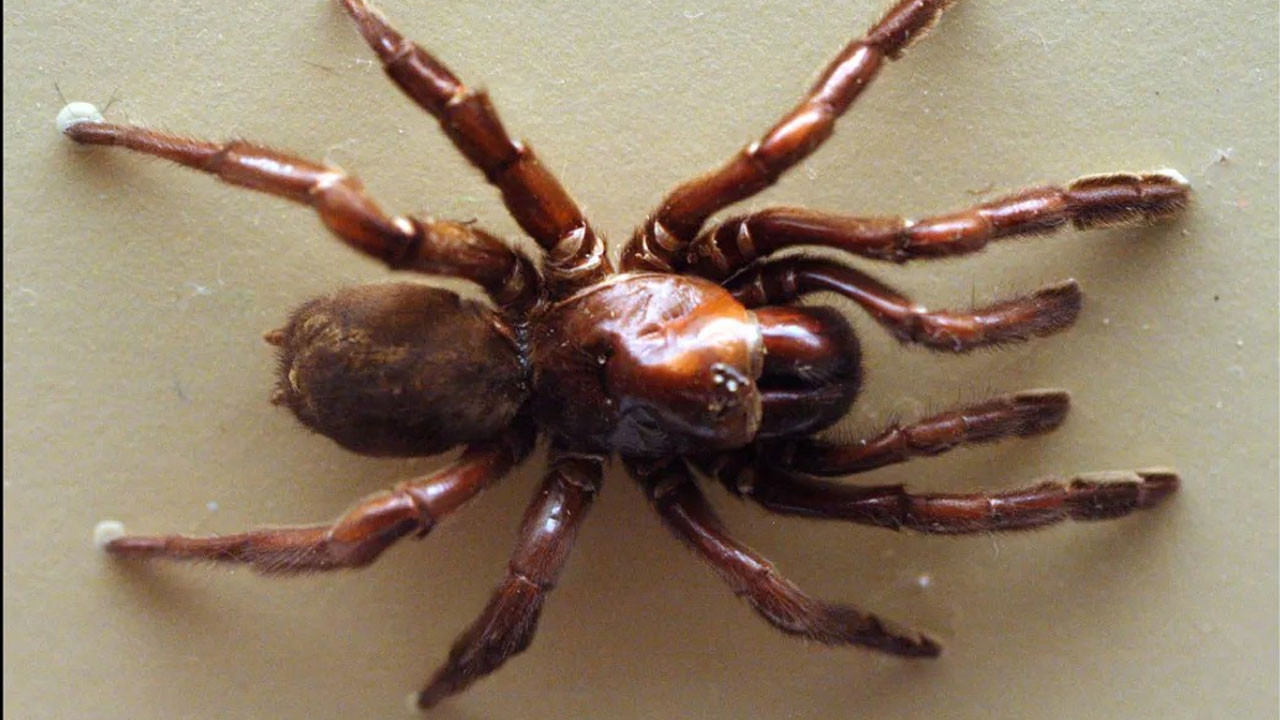 en uzun sure yasayan orumcek oldugu yasa inanamayacaksiniz x5Fi4hi9