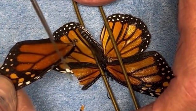 kelebege ikinci sans kanat nakliyle yeniden uctu c8OfLByX