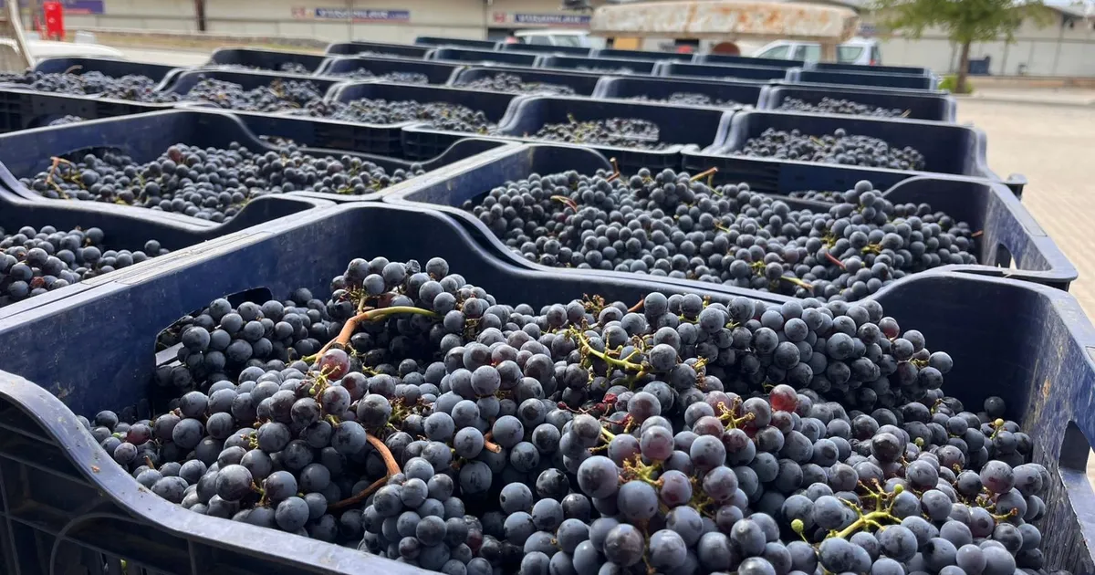 mugla buyuksehirden bagciliga modern dokunus aiTNH3UC